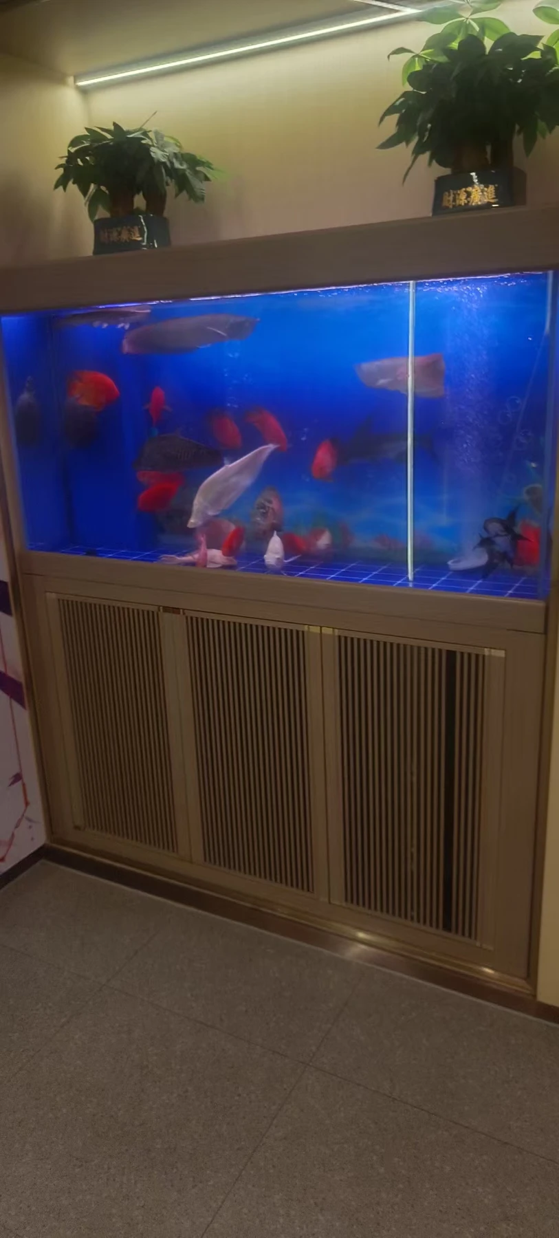 鱼缸整体实拍